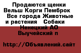 Продаются щенки Вельш Корги Пемброк  - Все города Животные и растения » Собаки   . Ненецкий АО,Выучейский п.